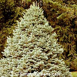 Abies lasiocarpa, Dwarf Alpine Fir
