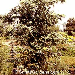 Abies pinsapo, Spanish Fir