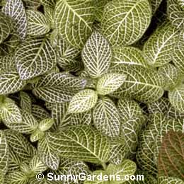 Fittonia verschaeffeltii argyroneura + paercei, Mosaic Plant, Nerve Plant, Silver Nerve
