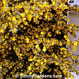 Fremontodendron, Fremontia, Flannel Bush