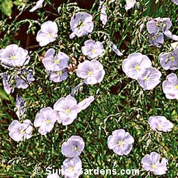 Linum perenne, Blue Flax, Perennial Flax, Perennial Blue Flax