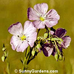 Linum perenne lewisii, Prairie Flax, Blue Flax