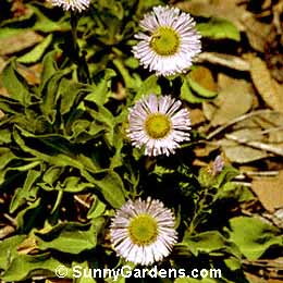 Erigeron glaucus, Beach Aster, Seaside Daisy, Beach Fleabane, Daisy Fleabane