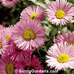 Erigeron x hybridus, Fleabane, Daisy Fleabane