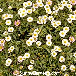 Erigeron karvinskianus, Mexican Daisy, Santa Barbara Daisy, Daisy Fleabane