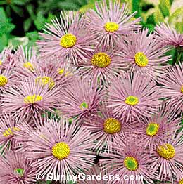 Erigeron speciosus, Oregon Fleabane, Daisy Fleabane