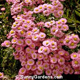 Erigeron speciosus, Oregon Fleabane, Daisy Fleabane