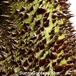 Chorisia insignis, White Silk Floss Tree