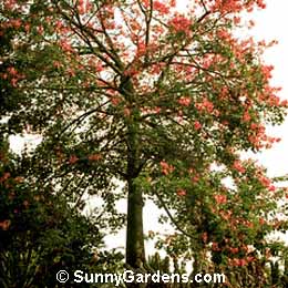 Chorisia speciosa, Floss Silk Tree