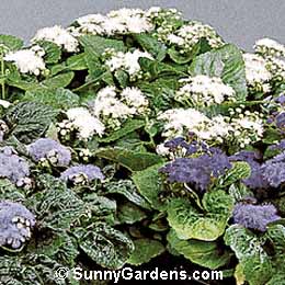 Ageratum, Flossflower, Floss Flower