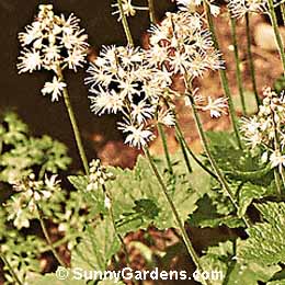 Tiarella cordifolia, False Mitrewort
