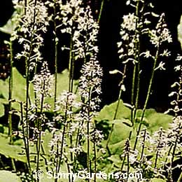 Tiarella wherryi, Sugar-Scoop, False Mitrewort