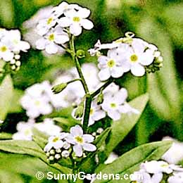 Myosotis scorpioides, Water Forget-Me-Not
