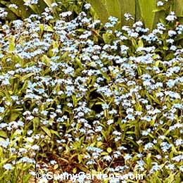 Myosotis sylvatica, Forget-me-not