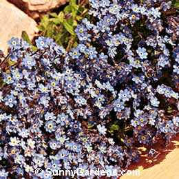 Myosotis sylvatica, Blue Forget-Me-Not