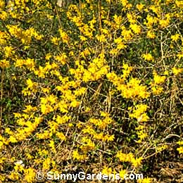 Forsythia, Showy Forsythia, Forsythia x intermedia 'Karl Sax'
