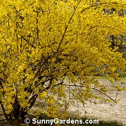 Forsythia intermedia, Border Forsythia