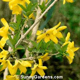 Forsythia intermedia