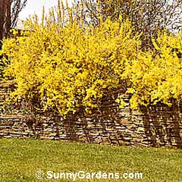 Forsythia x intermedia