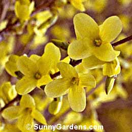 Forsythia suspensa, Weeping Forsythia