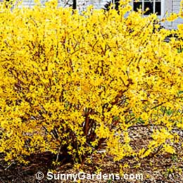 Forsythia suspensa Sieboldii, Weeping Forsythia