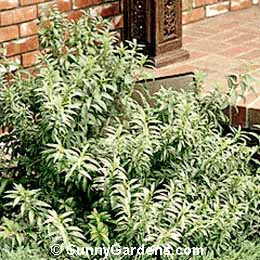Forsythia viridissima, Green Stem Forsythia, Golden Bell