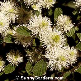 Fothergilla gardenii, Dwarf Fothergilla, Dwarf Witch Alder