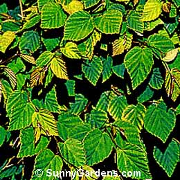 Fothergilla gardenii, Dwarf Fothergilla
