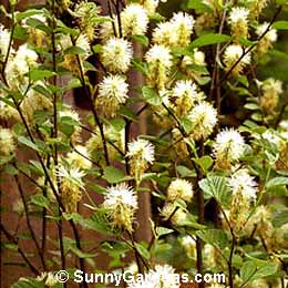 Fothergilla gardenii, Dwarf Fothergilla
