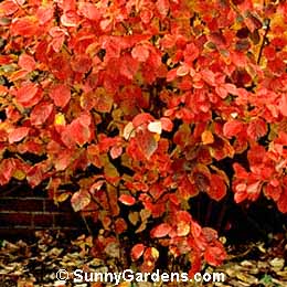 Fothergilla major, Large Fothergilla, Witch Alder