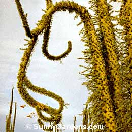 Fouquieria columnaris, Boojum Tree, Idria columnaris