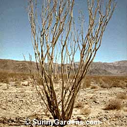 Fouquieria splendens, Coach Whip, Ocotillo, Jacob's Staff