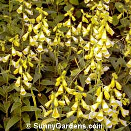 Digitalis grandiflora, Large Yellow Foxglove, Yellow Foxglove, Digitalis ambigua, Digitalis