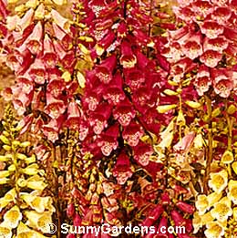 Digitalis x mertonensis, Strawberry Foxglove, Pink Foxglove, Digitalis