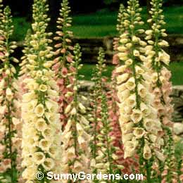 Digitalis purpurea, Common Foxglove, Digitalis