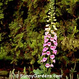 Digitalis purpurea, Common Foxglove, Digitalis