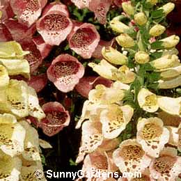 Digitalis purpurea, Foxglove, Digitalis