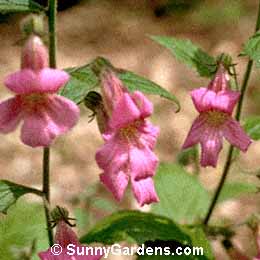 Rehmannia elata, Chinese Foxglove, Beverly Bells