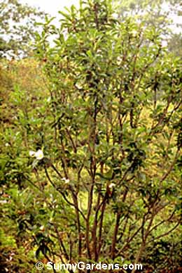 Franklinia alatamaha, Franklin Tree