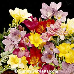Freesia