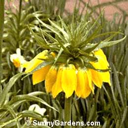 Fritillaria imperialis, Crown Imperial