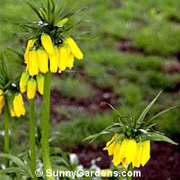 Fritillaria imperialis, Fritillary