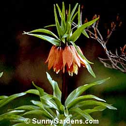 Fritillaria imperialis, Crown Imperial Fritillary