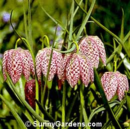 Fritillaria meleagris, Snake's-head Fritillay, Guinea Hen Flower, Checkered Lily