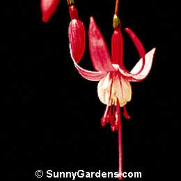 Fuchsia x hybrida, Hybrid Fuschia