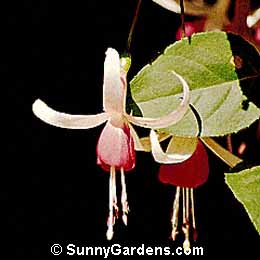Fuchsia x hybrida, Hybrid Fuschia