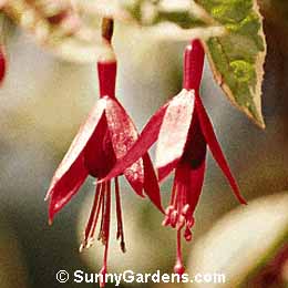 Fuchsia hybrida, Hybrid Fuschia