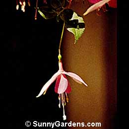 Fuchsia x hybrida, Hybrid Fuschia