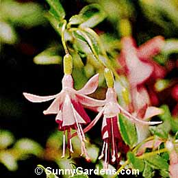 Fuchsia x hybrida, Hybrid Fuschia