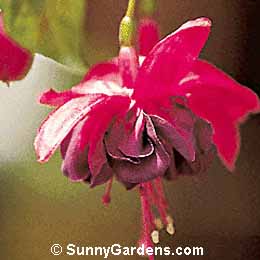 Fuchsia x hybrida